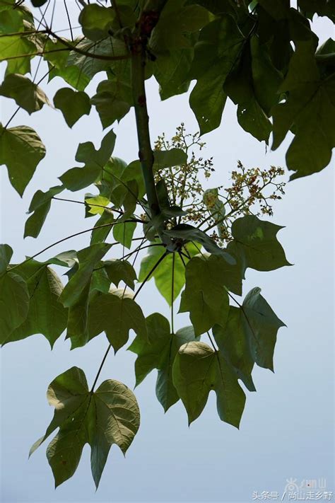 梧桐樹 鳳凰|「鳳棲梧」，鳳凰所棲的梧桐，才是真正的梧桐